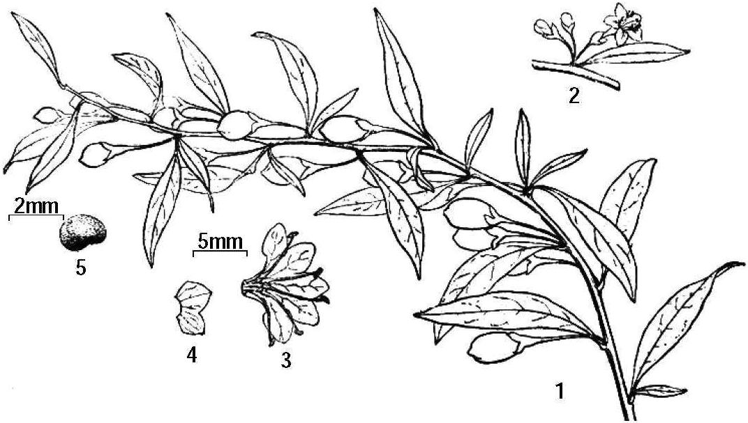 五、枸杞属植物分种描述